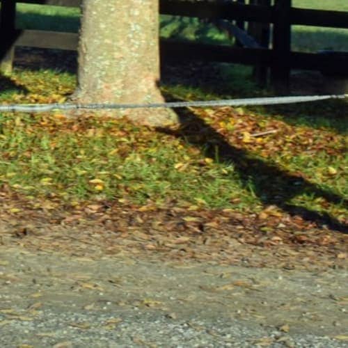 The Rehab Rover Canicross And Trail Race - 10k, 5k, Casual Dog Friendy 5k And Virtual 5k