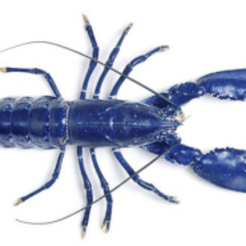 Blue Lobster 4-miler