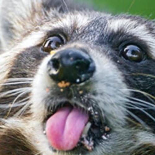 The Grab Bag, An Awesomesauce Event Presented By Run Chattanooga