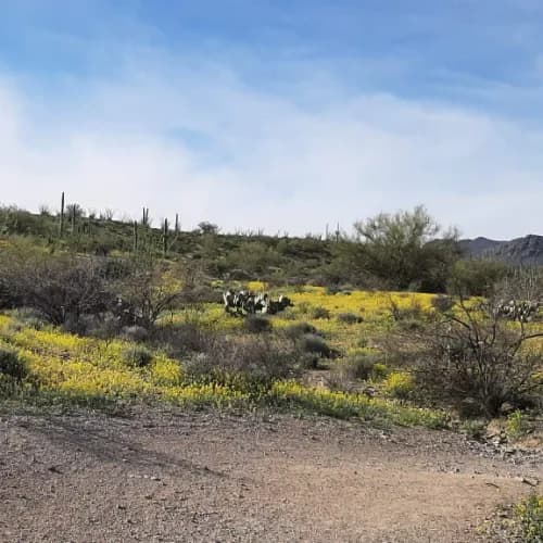 Tucson Walking-Hiking-Meandering Meetup Group