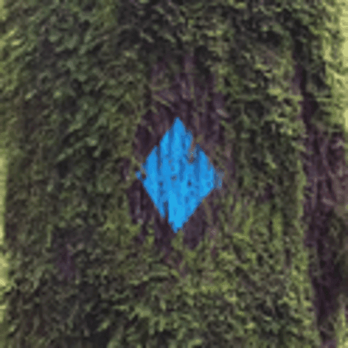 Portland Trail Runners