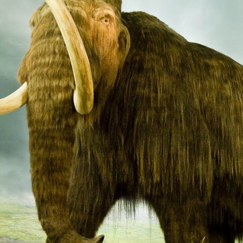 THE MAMMOTH