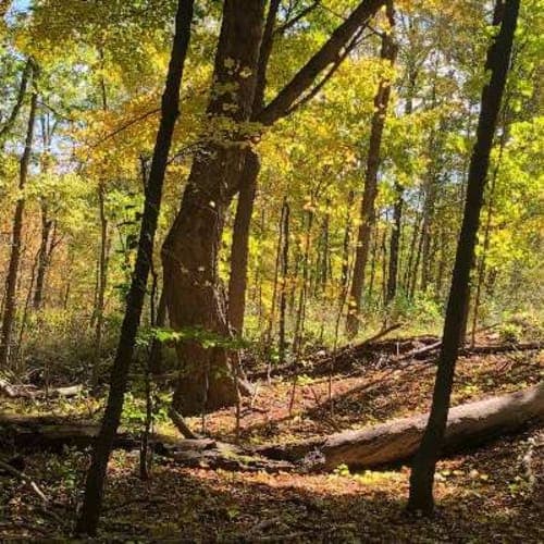 Woldumar Trail Run
