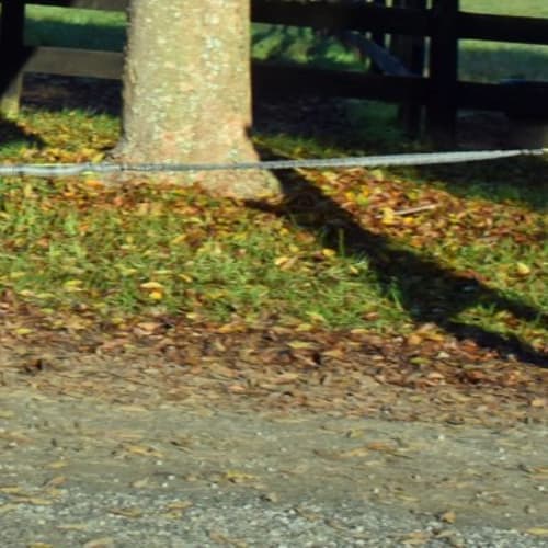 The Rehab Rover Canicross And Trail Race - 10k, 5k, Casual Dog Friendy 5k And Virtual 5k
