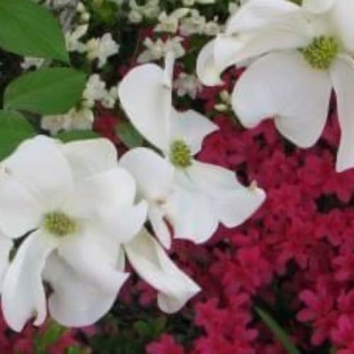 Dogwood-azalea Festival 5k