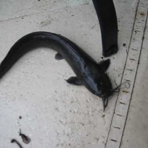 Catfish Crawl