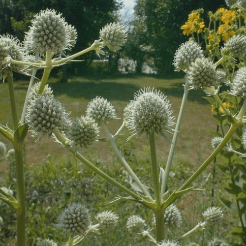 Rattlesnake Master Run For The Prairie