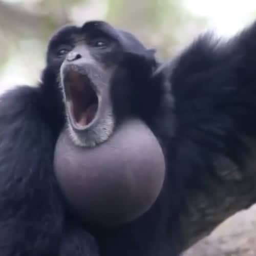 Screaming Monkey