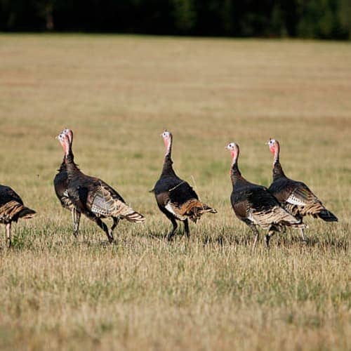 Wild Turkey Trot