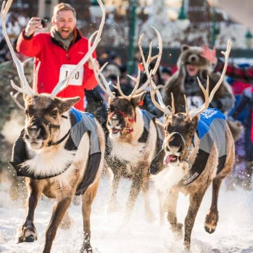 Reindeer Run