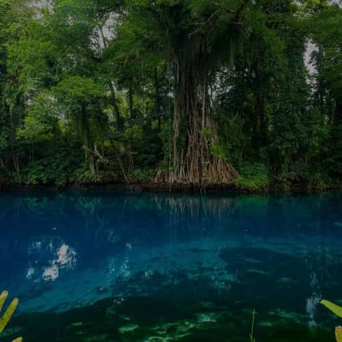 The Florida Run @ Manatee Springs State Park