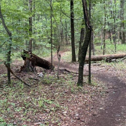 The Gambler Last Man Standing